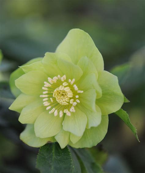 Hellebore varieties: 10 stunning types to grow | Homes & Gardens