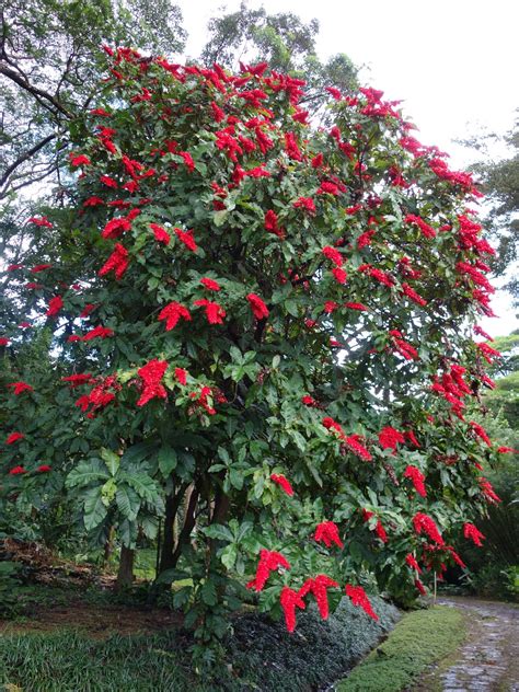 How to Plant and Grow Chaconia(Warszewiczia coccinea)