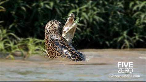 Jaguar Captura E Mata Crocodilo Debaixo D'água