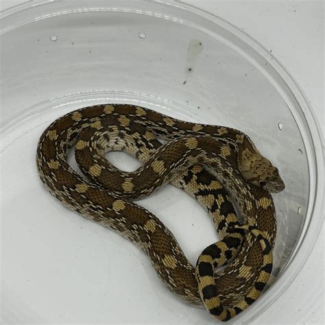 Sonoran Gopher Snake Juvenile Christmas Moutain - Predator and Prey Exotics