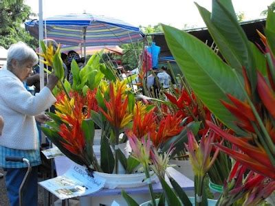 All Hawaii News: Hawaii flower sales wilt, homeless could be sent to Mainland, Biden stopping in ...