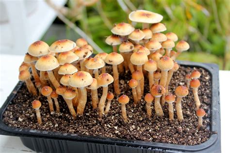 Psilocybe cubensis / golden teacher + banisteriopsis caapi - Mushroom Cultivation - Shroomery ...