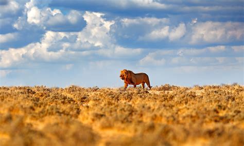 Desert-Adapted Lions: Celebrating Namibia’s Sentinels of Sand