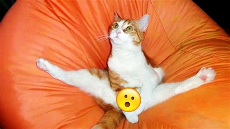 50 FUNNY Cat Pictures - YouTube