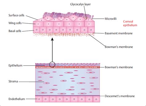 Corneal Epithelium Layers