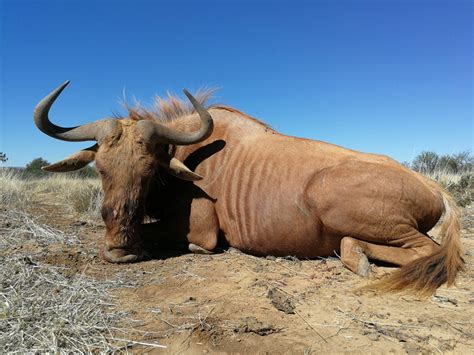 Trophy Room - Lungile Safaris