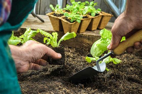 Sowing Seeds: What You Need to Know | The Family Handyman