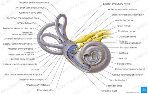 Vestibule Ear Anatomy