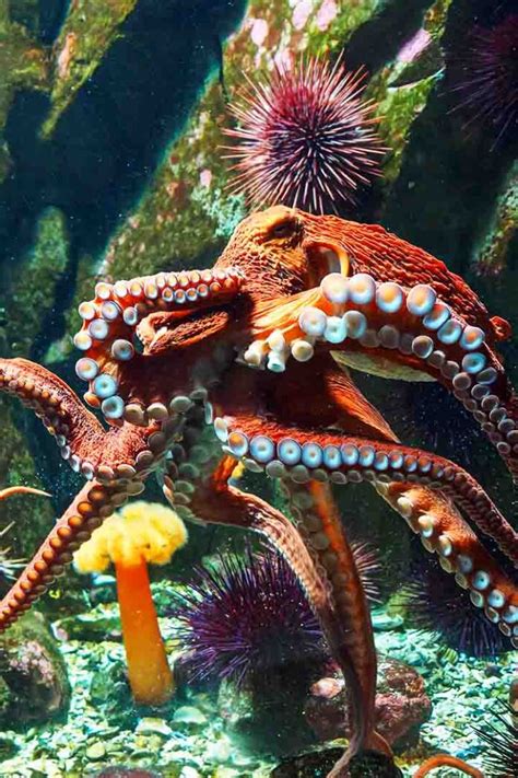 Octopus Lifespan Guide - How Long Do Octopuses Live?