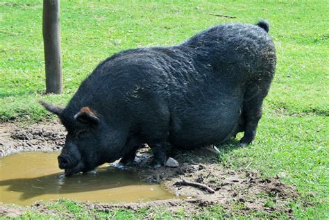 Big Fat Pig, Animal Farm, Ballito Free Stock Photo - Public Domain Pictures