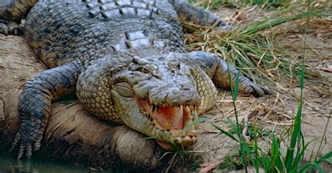 7 Fascinating Facts About The Australian Saltwater Crocodile