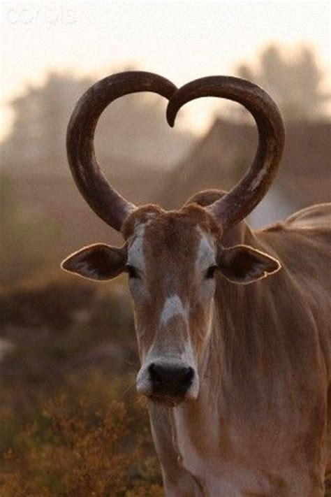 Pin by An De Waele on HEART | Animals with horns, African animals with horns, Animals beautiful