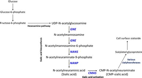 Sialic acid metabolic pathway. Sialic acid biosynthesis begins from ...