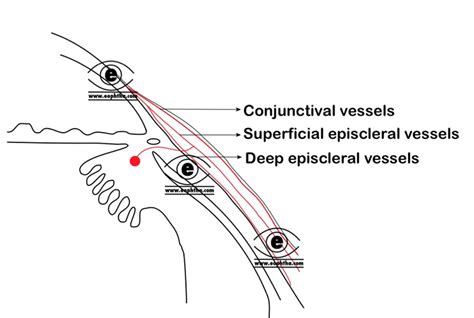 Anatomy of Sclera