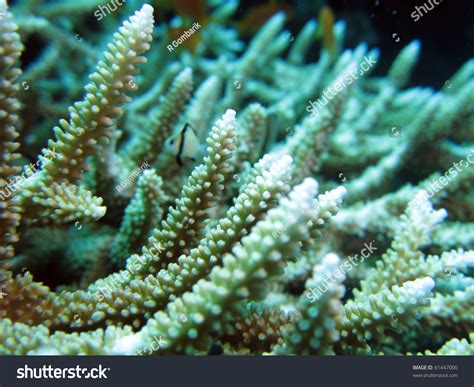 Close-Up Of "Acropora Cervicornis" Staghorn Coral Stock Photo 61447000 ...