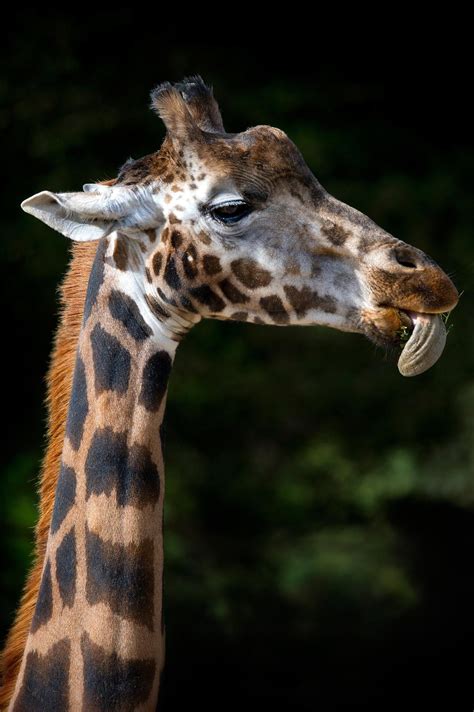 Giraffe feeding | Giraffe, Giraffe feeding, Giraffe pictures