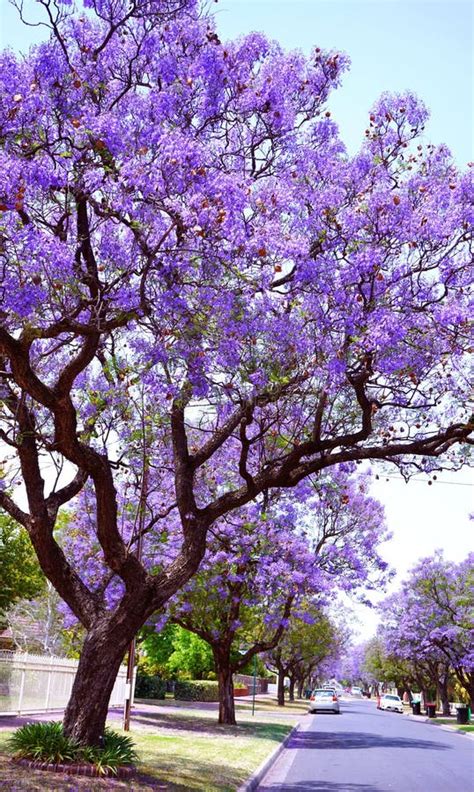 Beautiful Purple Flower Jacaranda Tree Lined Street in Full Bloom ...