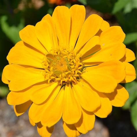 Yellow Zinnia Flower Photograph by P S