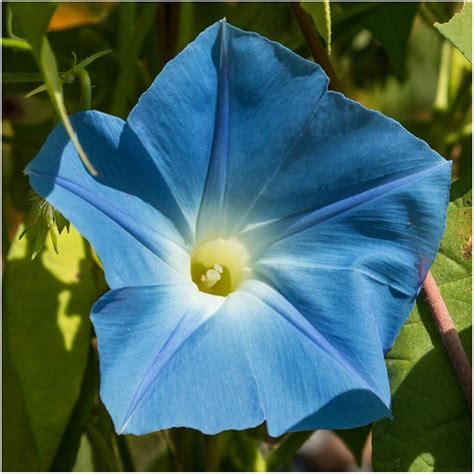 Heavenly Blue Morning Glory (Ipomoea tricolor) | Blue morning glory, Flower seeds, Morning glory