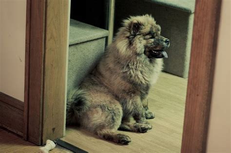 Chusky Dog Breed Health, Grooming, Feeding, Temperament and Puppies - PetGuide | PetGuide