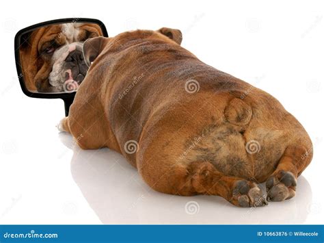 Ugly dog looking in mirror stock photo. Image of looking - 10663876