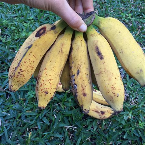 Pisang Raja *Pre Order* – Miami Fruit