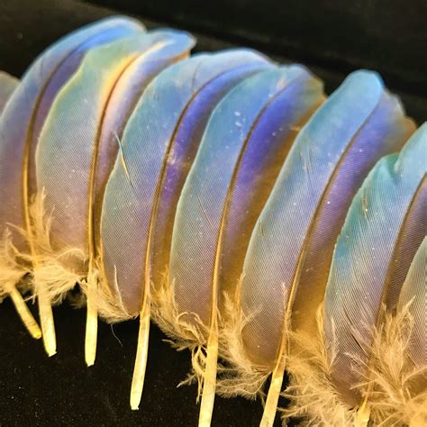 13 Macaw Parrot Feathers//3-4//real Naturally Molted - Etsy