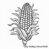 Corn Coloring Pages  Free & Printable sketch template