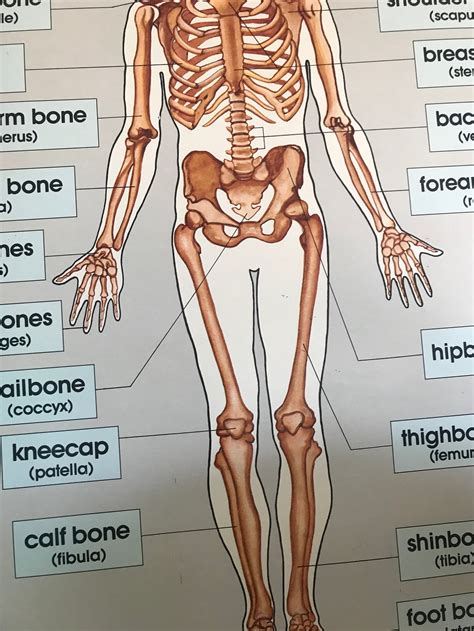 1980s Human Body Skeletal Chart Poster Size / Anatomical / | Etsy