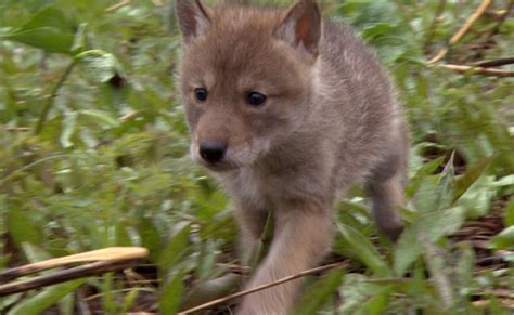 NATURE: Meet The Coywolf | KPBS Public Media