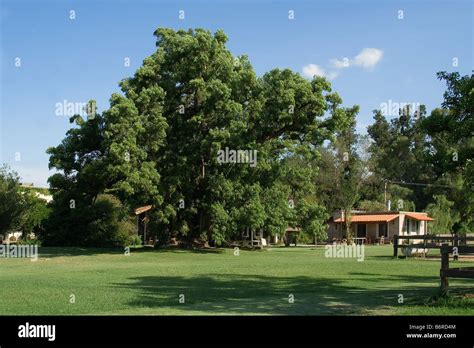 Ombu tree buenos aires hi-res stock photography and images - Alamy