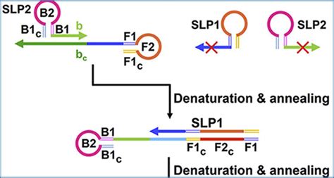 Ultrasensitive detection of circular RNA by accurate recognition of the specific junction site ...