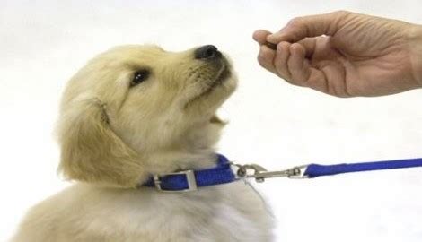 Golden Retriever Puppy Training | Golden Retrievers Training