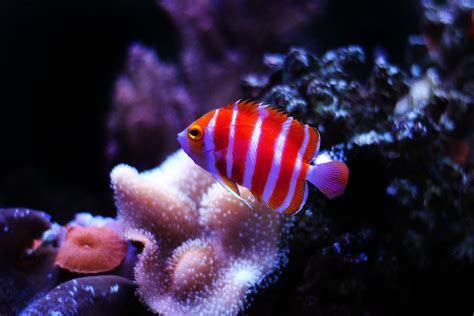 Most Unique and Rare Saltwater Aquarium Fish