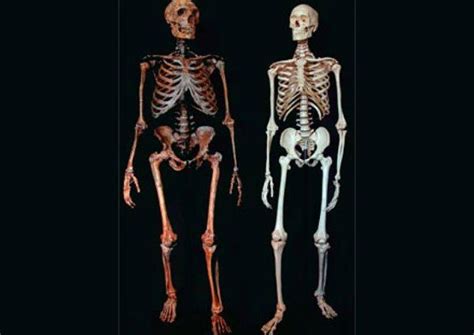 Neanderthals and Humans are 99.84 percent genetically identical – so where are the differences ...