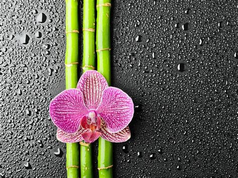 Flower Bamboo wallpaper | 1600x1200 | #30092