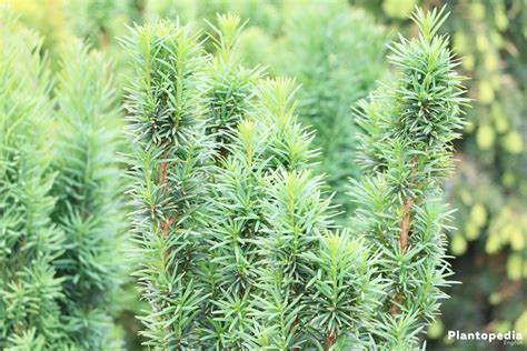 Yew Hedge, Taxus - How to Plant, Grow and Prune, Growth Rate + Problems ...