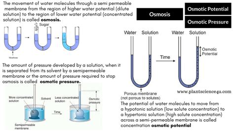 Osmotic pressure and Osmotic potential | Osmotic pressure, Pressure, Molecules