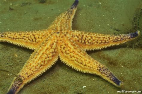 Asterias amurensis - Northern Pacific Seastar | ReefLifeSurvey.com