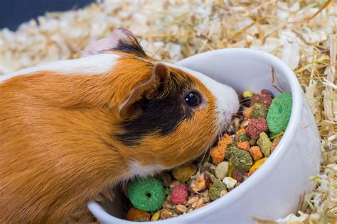 How Much Should You Feed Guinea Pigs? | Feeding Guinea Pigs | Guinea Pigs