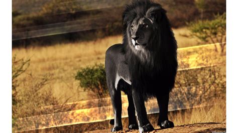 Black Lion Wallpapers - Wallpaper Cave