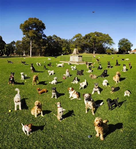 Dog Dogs In The Park stock photo. Image of green, exercise - 3669618