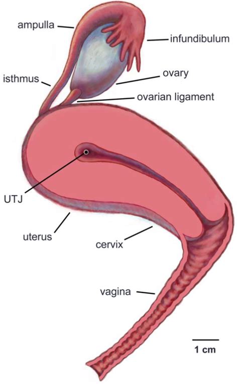 Infundibulum Female Reproductive System