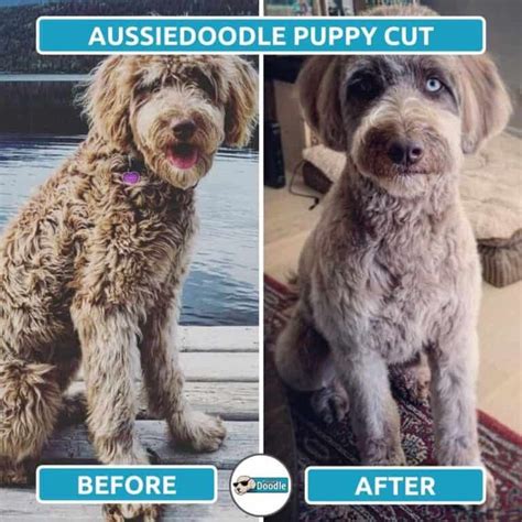 Aussiedoodle Haircut Styles: Before & After Grooming Photos ...