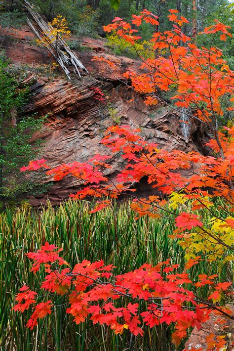 Fall Color, West Fork of Oak Creek Canyon | Fall color, West… | Flickr