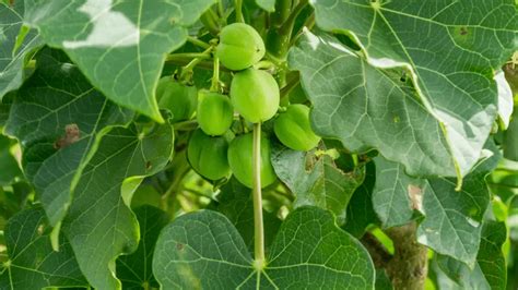 Jatropha » 2023 Awesome Health Benefits & Uses