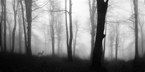 Black & white stag & misty forest wallpaper mural - Feathr™ Official Site