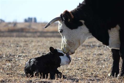 Plan now to assure successful calving season