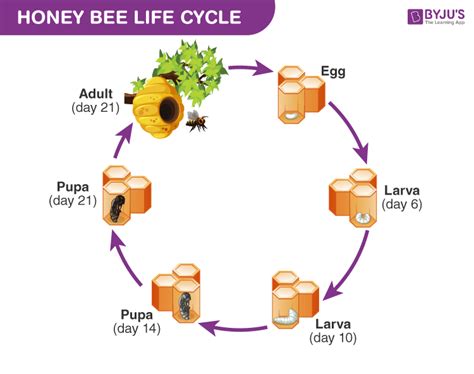 Honey Bee Life Cycle - Everything You Need to Know about Bees