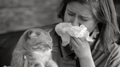 European Immunologists Reveal an Effective New Cat Allergy Treatment